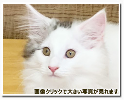 ノルウェージャンフォレストキャット