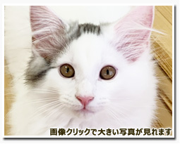 ノルウェージャンフォレストキャット