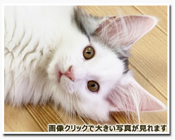 ノルウェージャンフォレストキャット