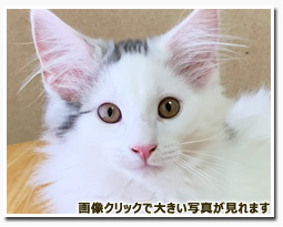 ノルウェージャンフォレストキャット