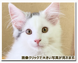 ノルウェージャンフォレストキャット