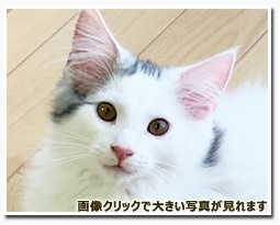 ノルウェージャンフォレストキャット