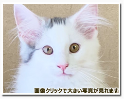 ノルウェージャンフォレストキャット