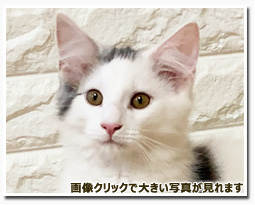 ノルウェージャンフォレストキャット