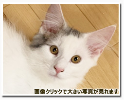 ノルウェージャンフォレストキャット