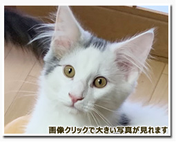 ノルウェージャンフォレストキャット