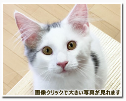 ノルウェージャンフォレストキャット