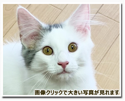 ノルウェージャンフォレストキャット