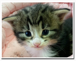 ノルウェージャンフォレストキャット