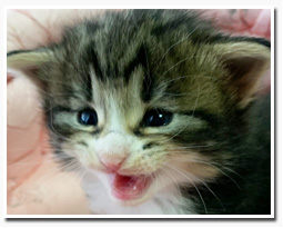 ノルウェージャンフォレストキャット