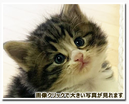 ノルウェージャンフォレストキャット