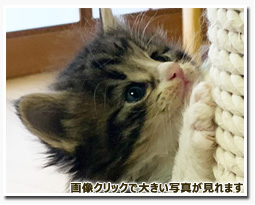 ノルウェージャンフォレストキャット