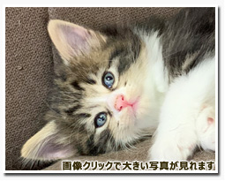 ノルウェージャンフォレストキャット