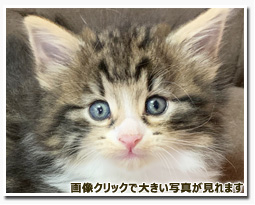 ノルウェージャンフォレストキャット