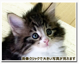 ノルウェージャンフォレストキャット