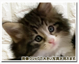 ノルウェージャンフォレストキャット