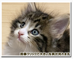 ノルウェージャンフォレストキャット