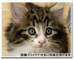 ノルウェージャンフォレストキャット