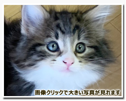 ノルウェージャンフォレストキャット