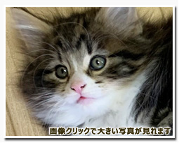 ノルウェージャンフォレストキャット