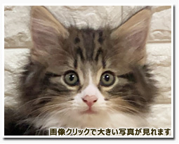 ノルウェージャンフォレストキャット