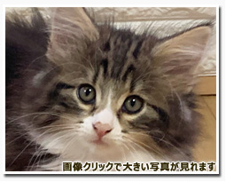 ノルウェージャンフォレストキャット