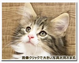 ノルウェージャンフォレストキャット