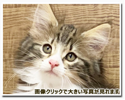 ノルウェージャンフォレストキャット