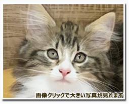 ノルウェージャンフォレストキャット