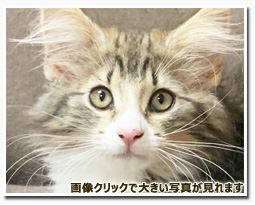 ノルウェージャンフォレストキャット