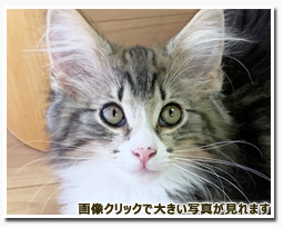 ノルウェージャンフォレストキャット