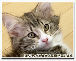 ノルウェージャンフォレストキャット