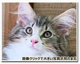 ノルウェージャンフォレストキャット