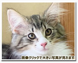 ノルウェージャンフォレストキャット