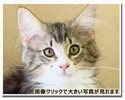 ノルウェージャンフォレストキャット