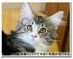 ノルウェージャンフォレストキャット