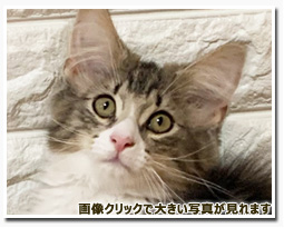 ノルウェージャンフォレストキャット