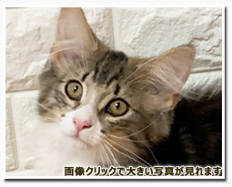 ノルウェージャンフォレストキャット