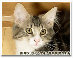 ノルウェージャンフォレストキャット