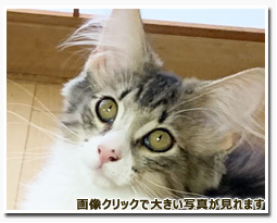 ノルウェージャンフォレストキャット