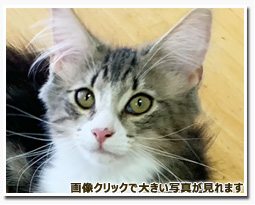 ノルウェージャンフォレストキャット