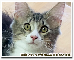 ノルウェージャンフォレストキャット