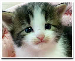 ノルウェージャンフォレストキャット