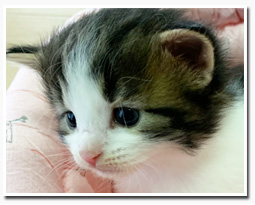 ノルウェージャンフォレストキャット