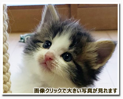 ノルウェージャンフォレストキャット