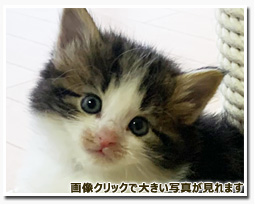 ノルウェージャンフォレストキャット