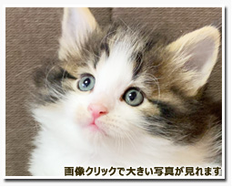 ノルウェージャンフォレストキャット