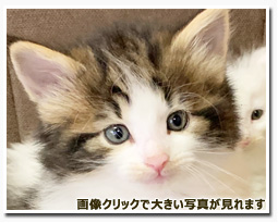 ノルウェージャンフォレストキャット