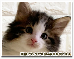 ノルウェージャンフォレストキャット