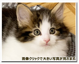 ノルウェージャンフォレストキャット